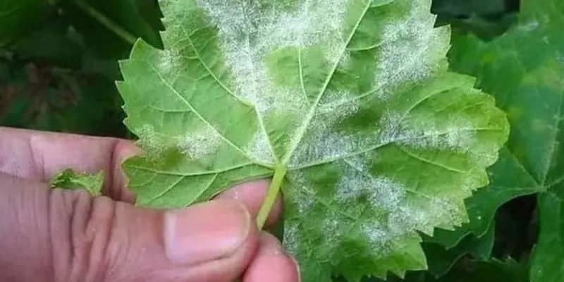 powdery mildew