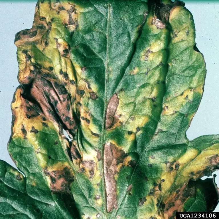 Gray Leaf Spot