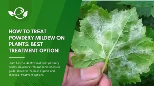 How to treat powdery mildew