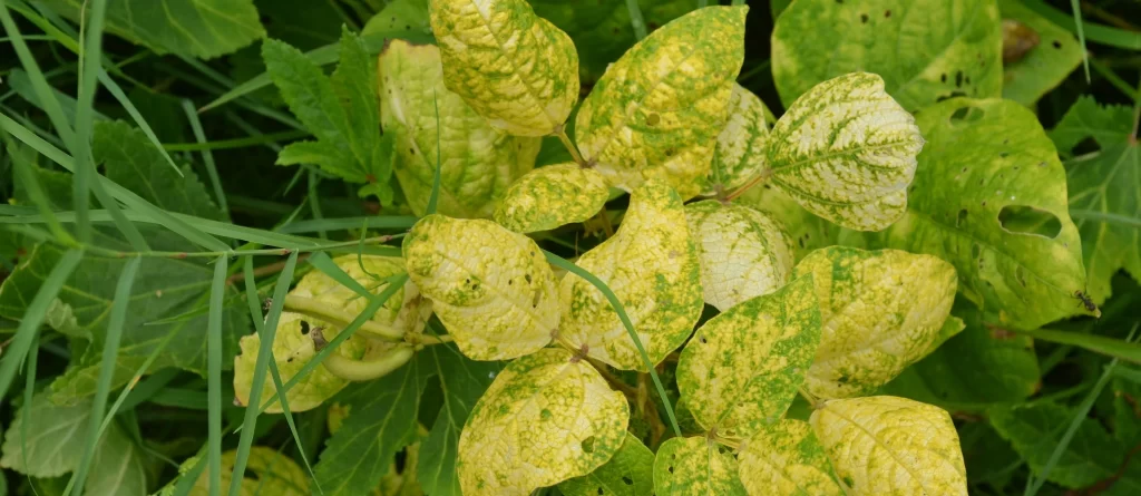 yellow mosaic virus