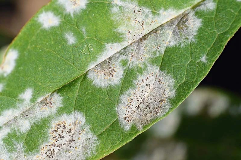 Powdery Mildew on a Leaf