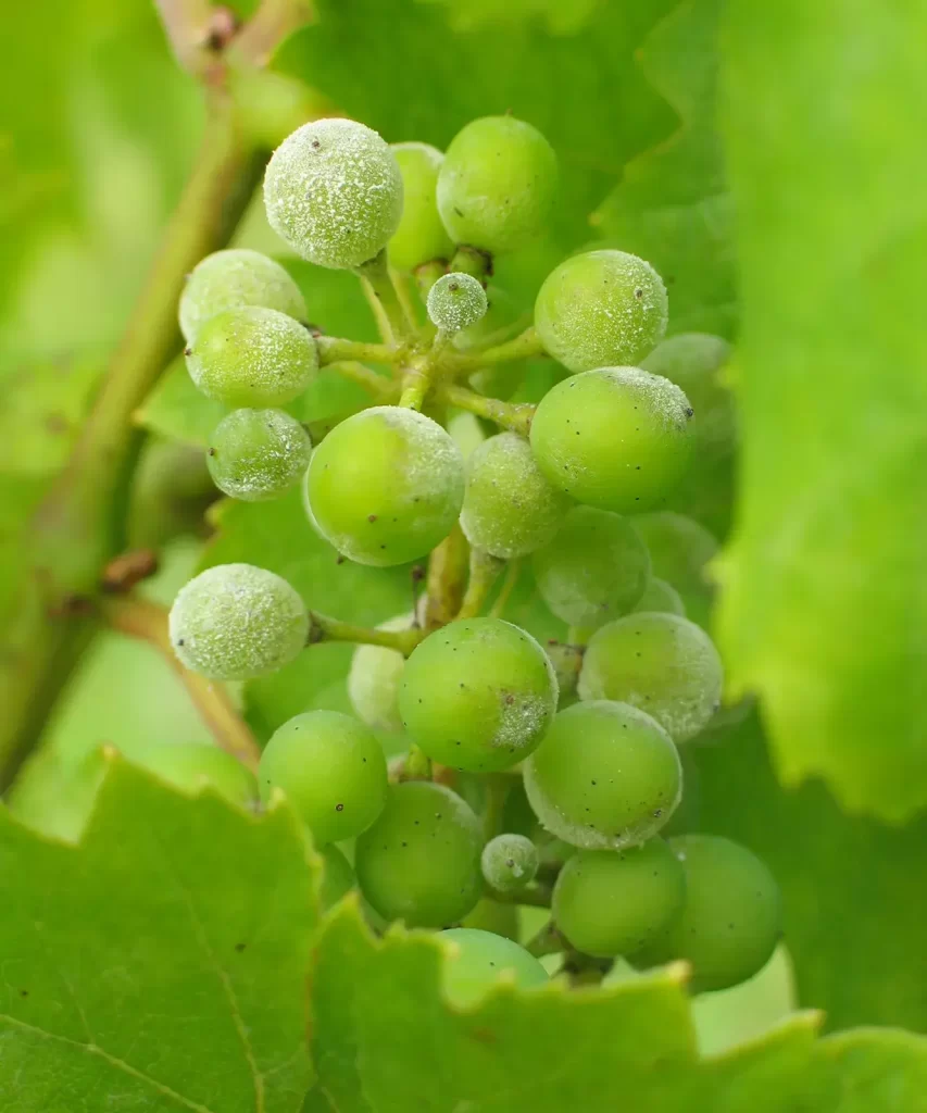 Powdery mildew grapes 2