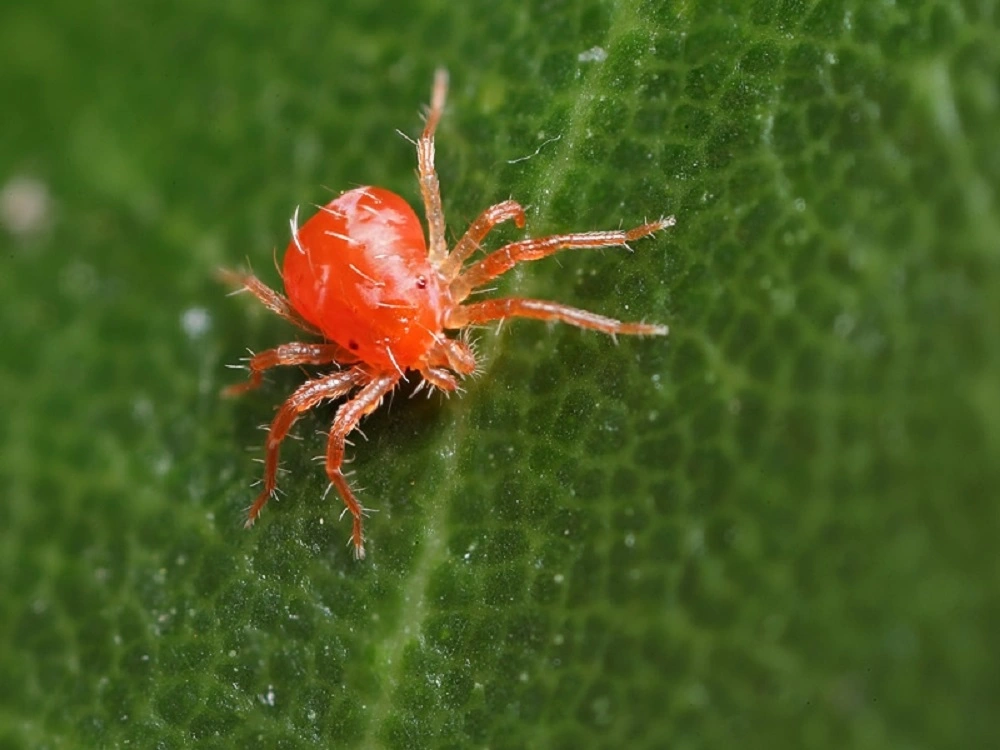 Red Spider Mites