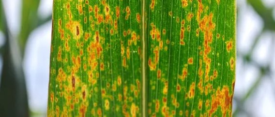 gray leaf spot treatment