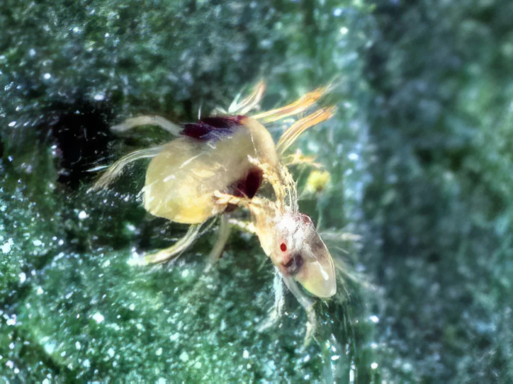 Two-Spotted Spider Mites