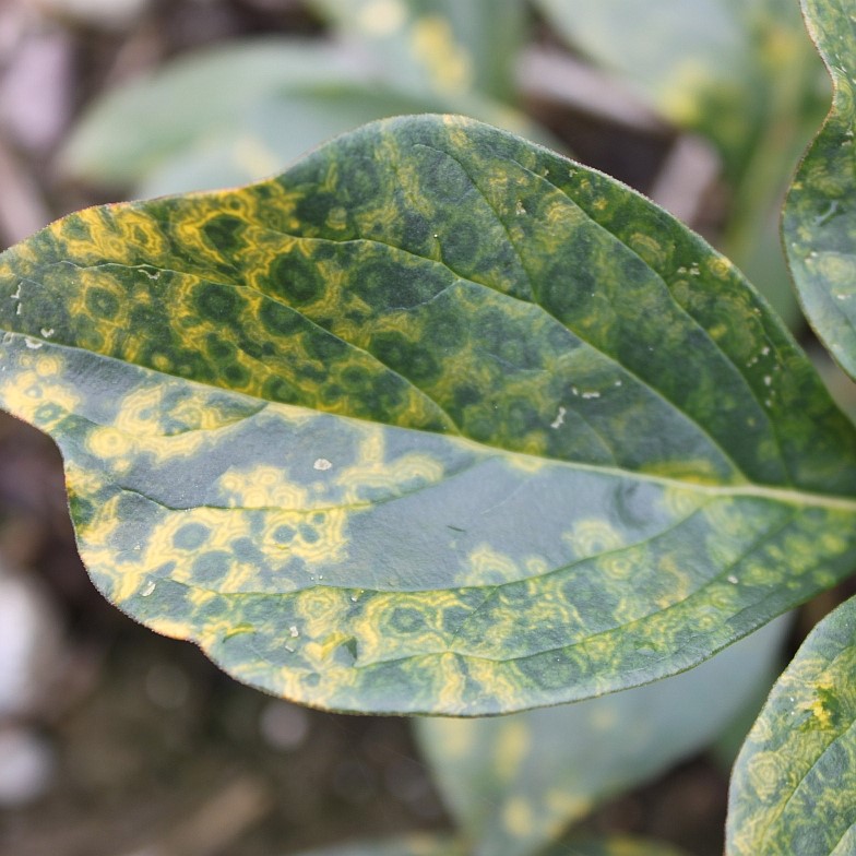 Yellow Mosaic Virus