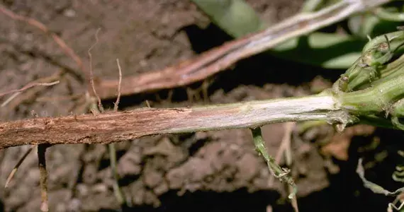 fusarium Chemical Control

