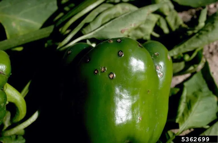 Bacterial spot of pepper