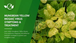 bean yellow mosaic virus treatment