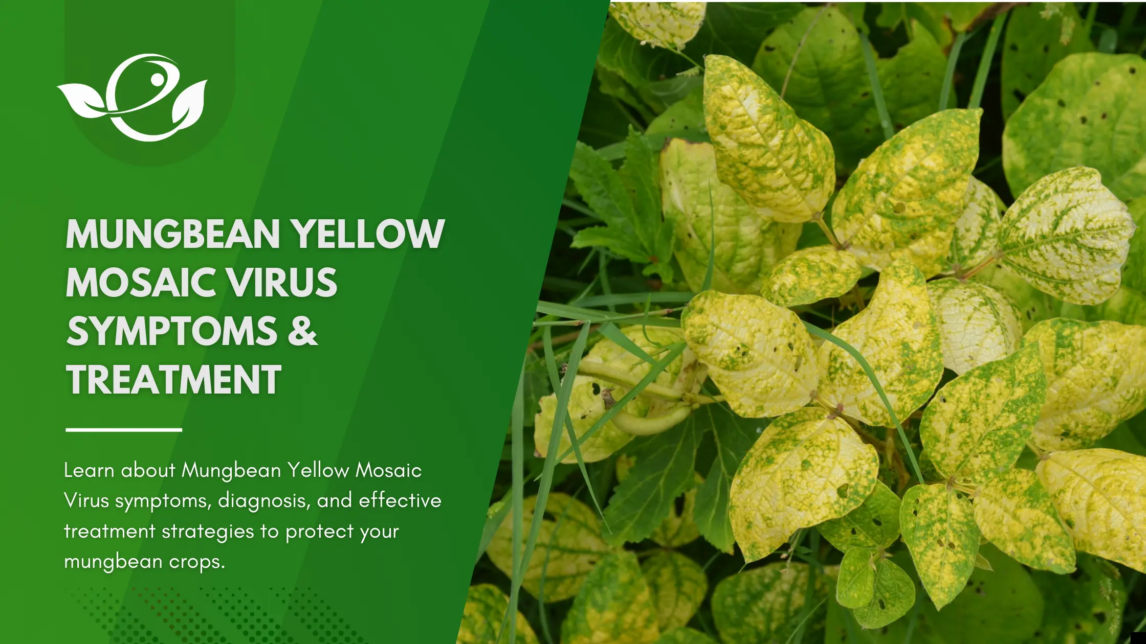 bean yellow mosaic virus treatment