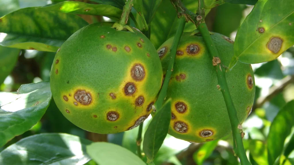 Citrus canker disease treatment & Symptoms