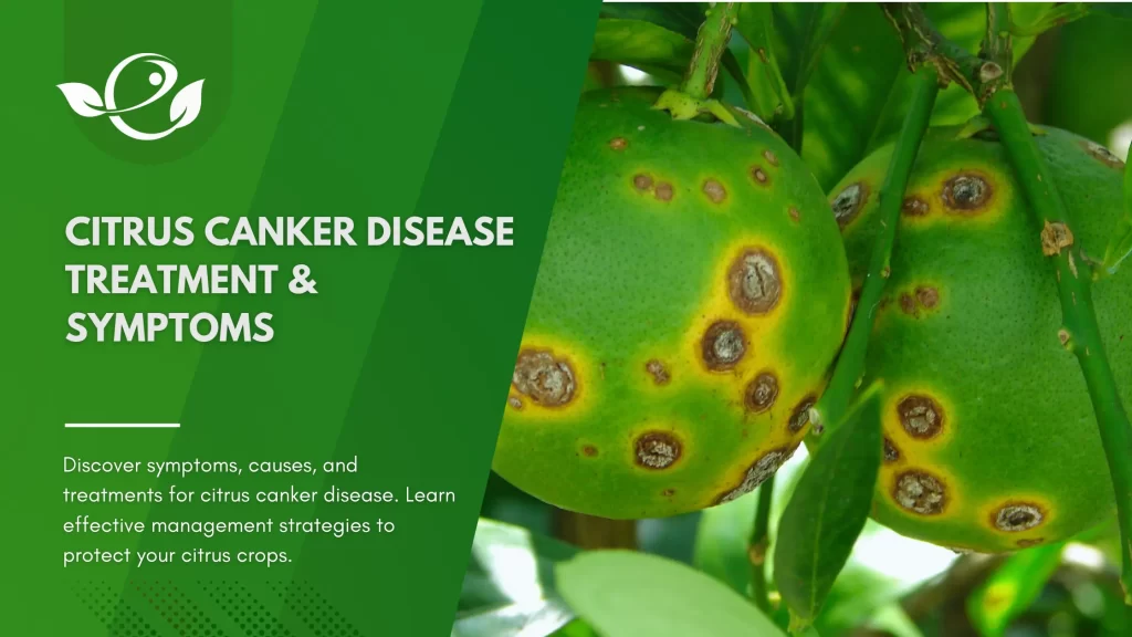 Citrus canker disease treatment & Symptoms