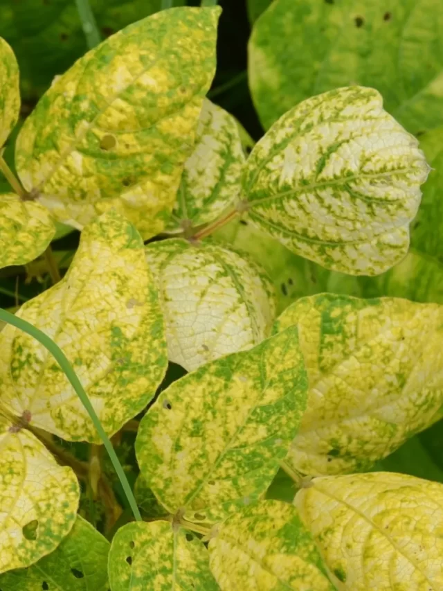 yellow mosaic virus