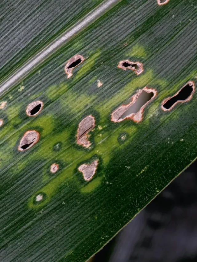 gray leaf spot