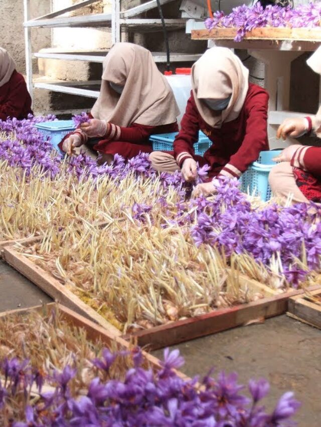 Aeroponic Saffron cultivation