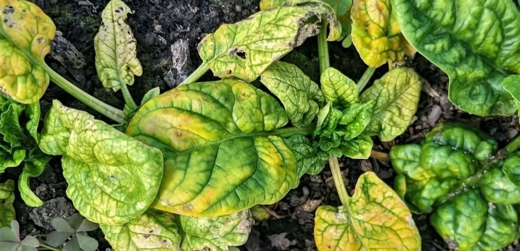 cucumber mosaic virus