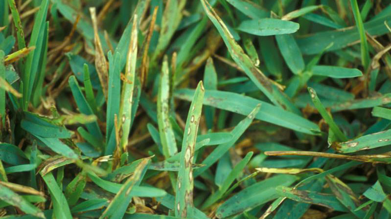 grey leaf spot treatment