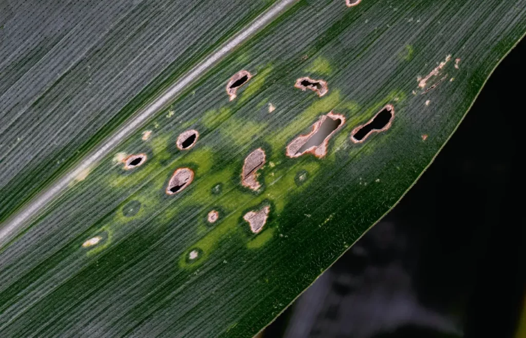 gray leaf spot