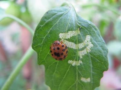 hadda beetle in tomato