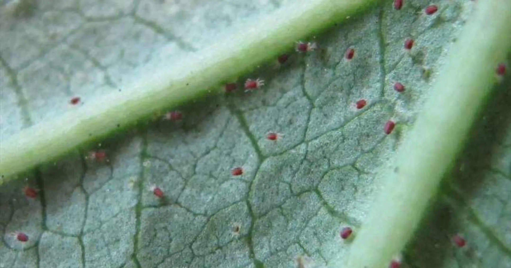 mites cucurbits1