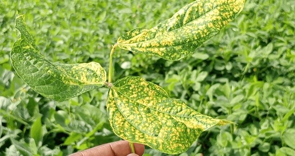 mungbean yellow mosaic virus green 600nw 2419543001