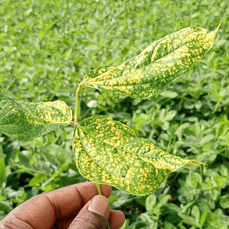 Yellow Mosaic Virus