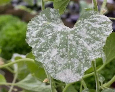 powdery mildew