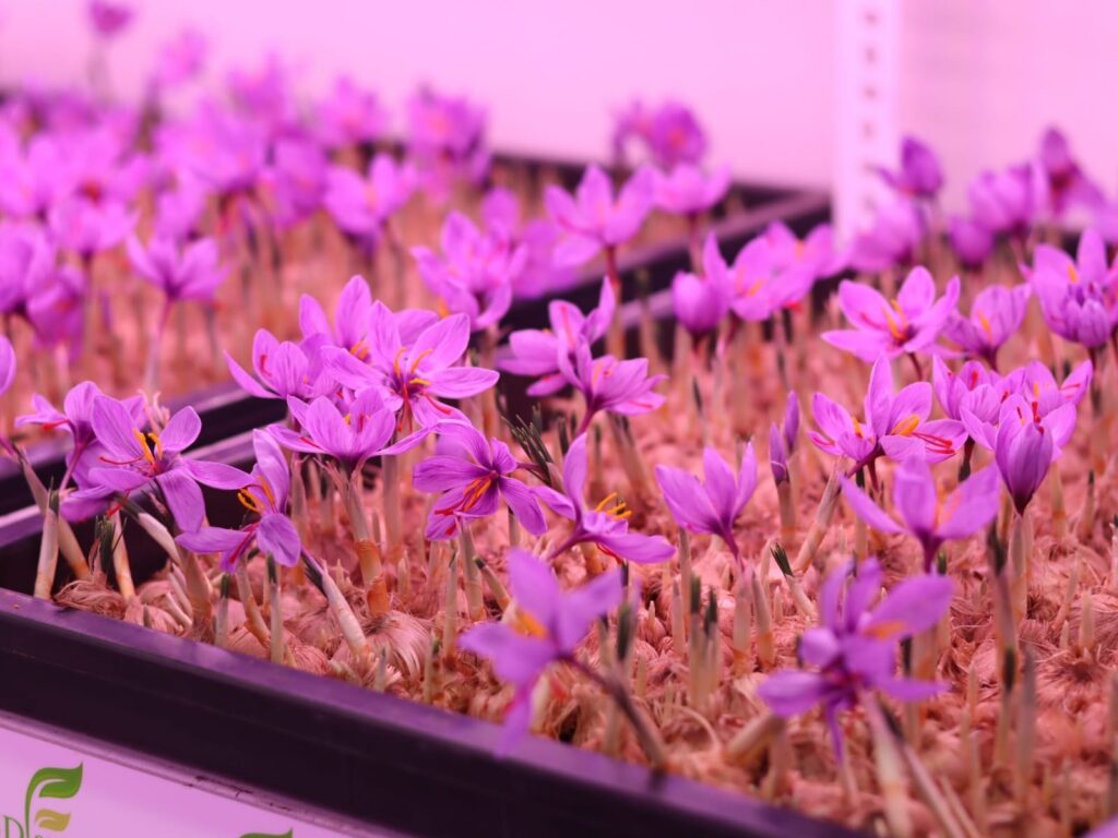 aeroponic saffron farming