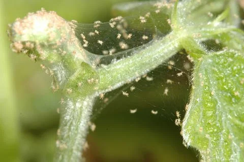 spider mites