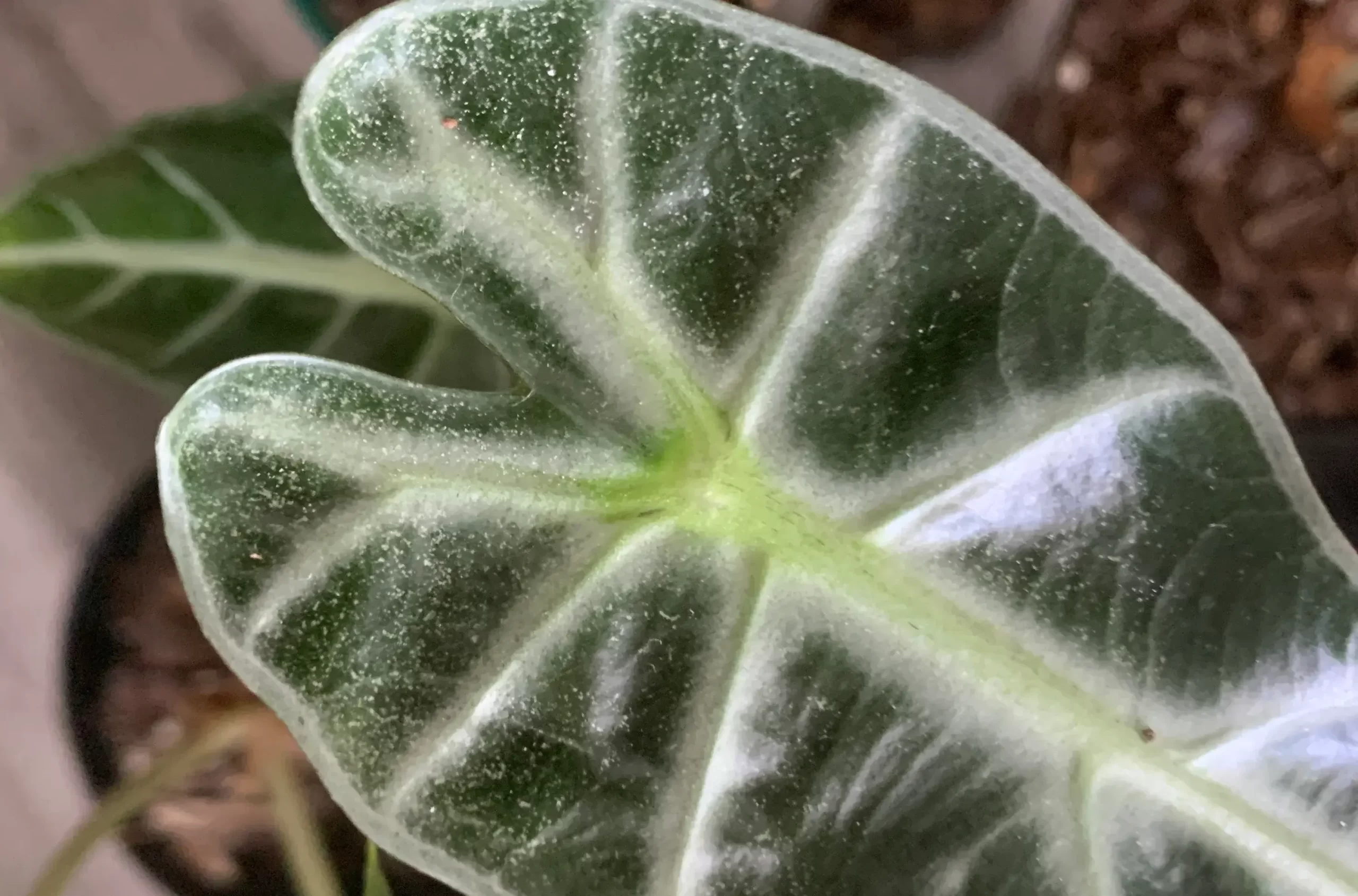 spider mites on plant treatments scaled