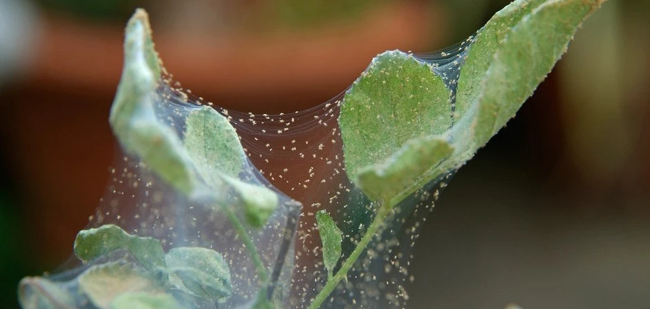 spider mites on plants

