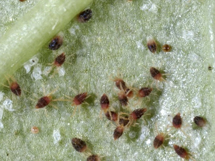 Spider Mites