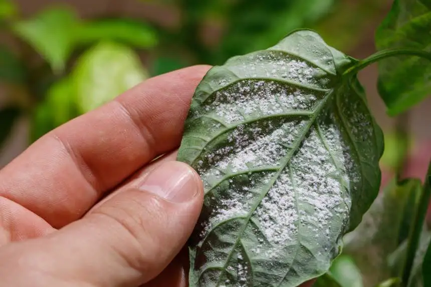 spider mites