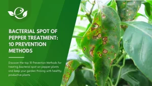 bacterial spot pepper treatment