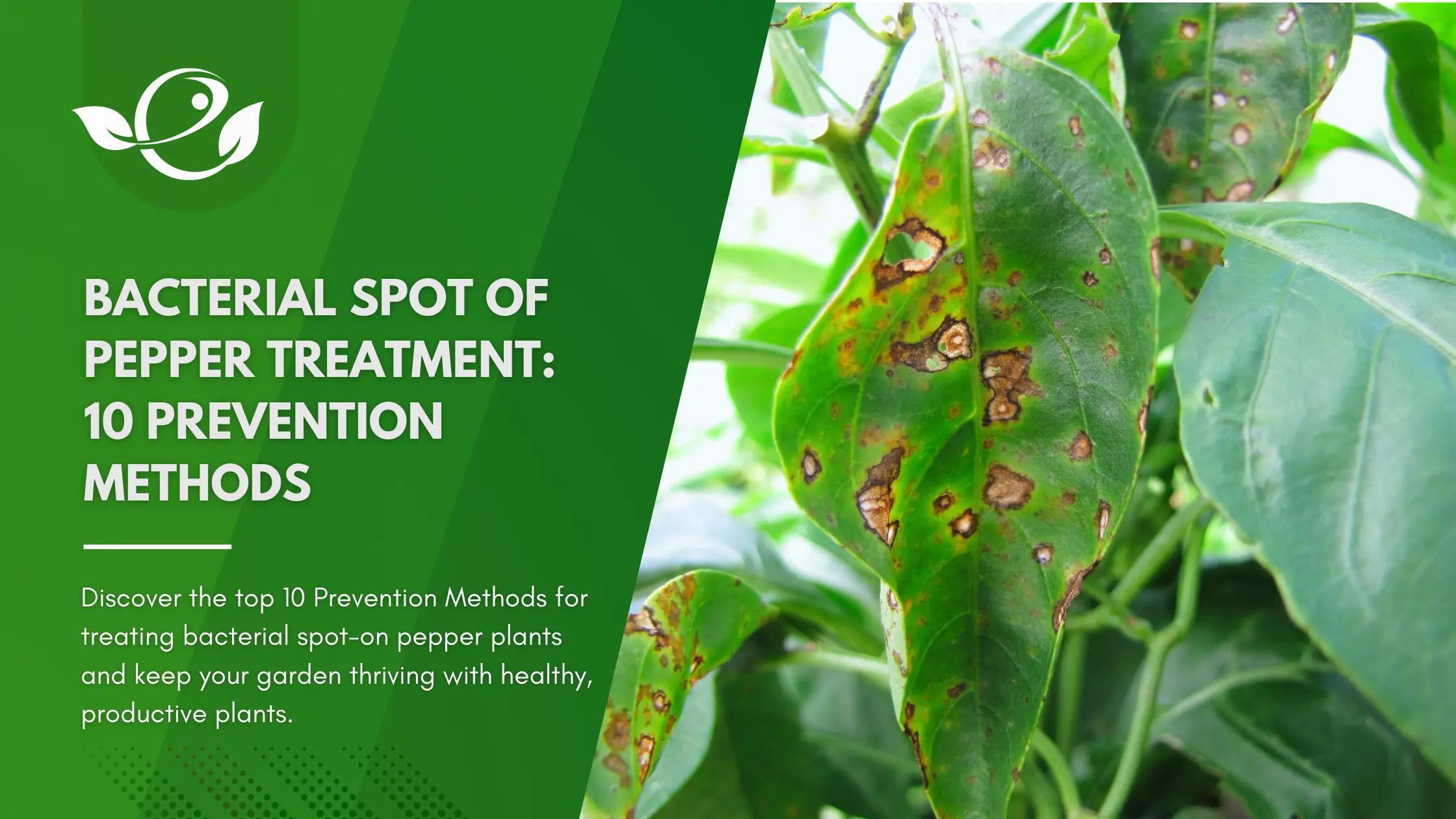 bacterial spot pepper treatment