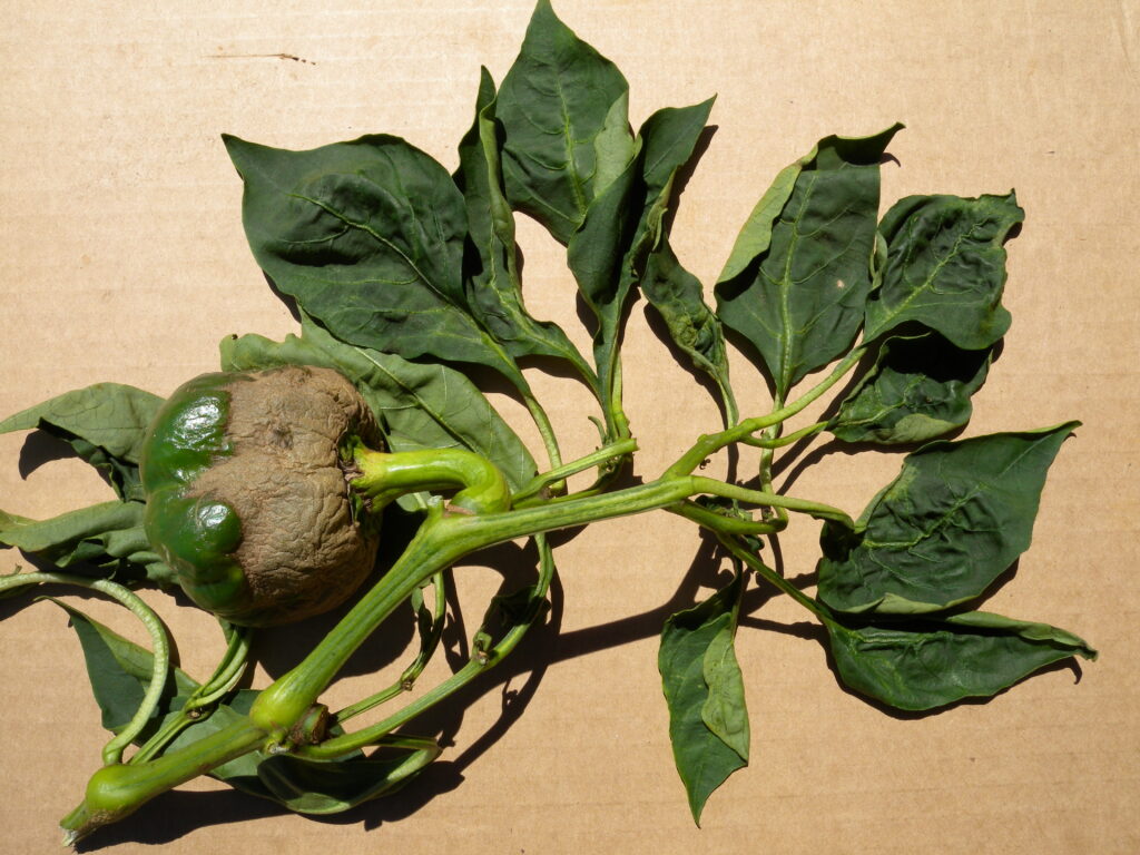Broad mite damage