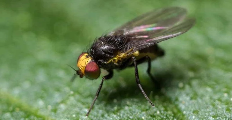 Leaf Miner Flies