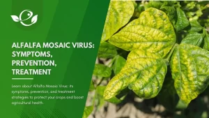 alfalfa mosaic virus