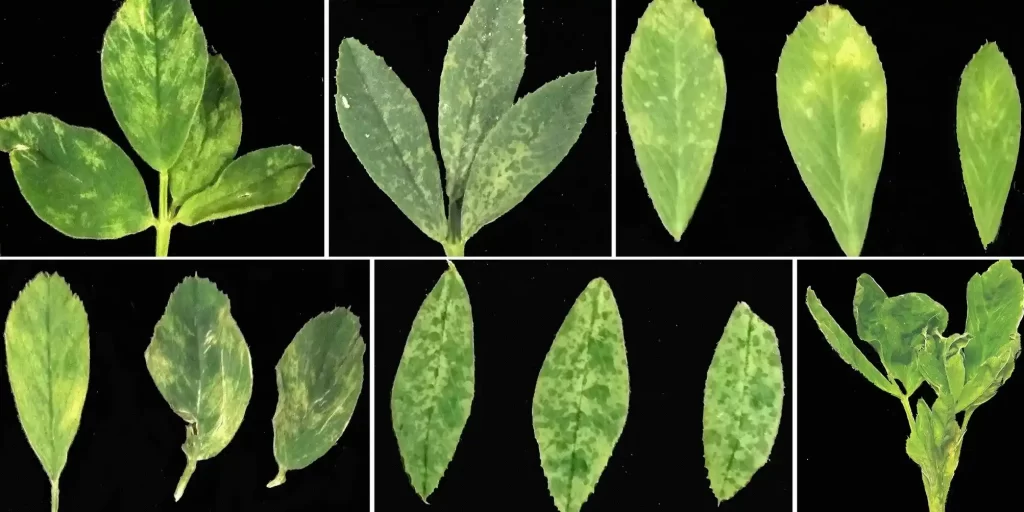 Alfalfa Mosaic Virus early ssymptoms