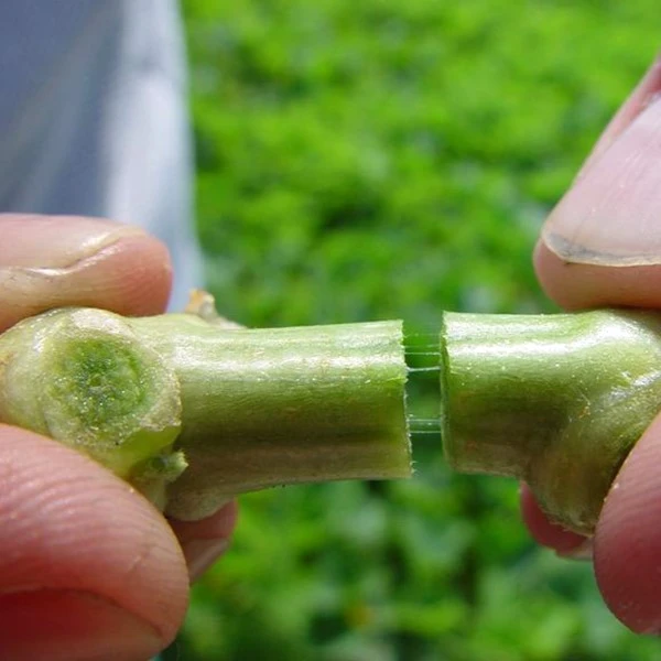 Cantaloupe stem bacterial wilt