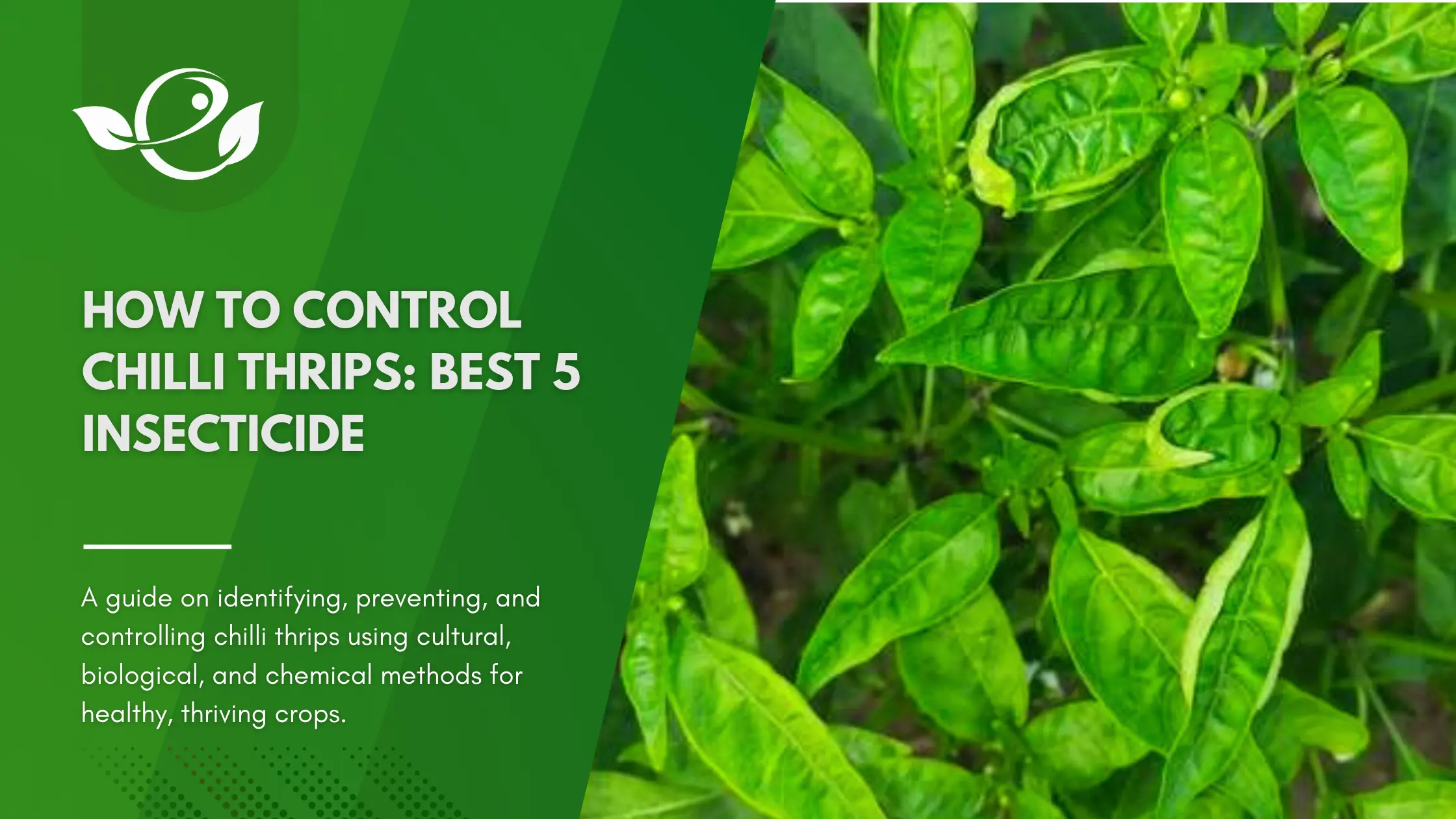 Control Chilli Thrips