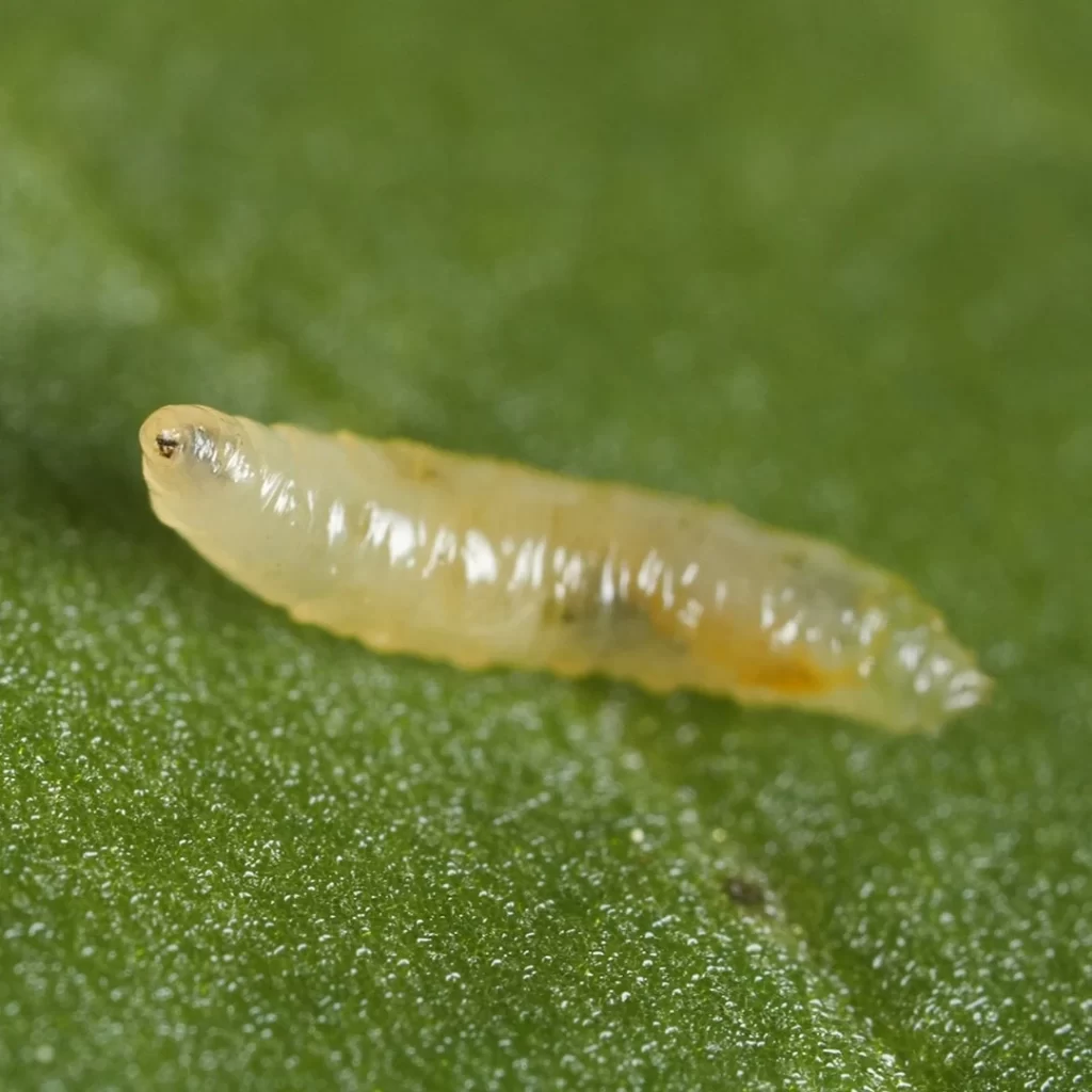 DL807 Scaptomyza larva on top of leaf 1920