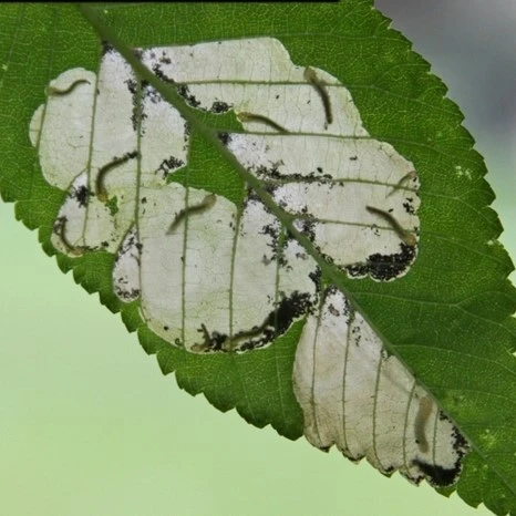 Elm Leafminer Mines 2011 3