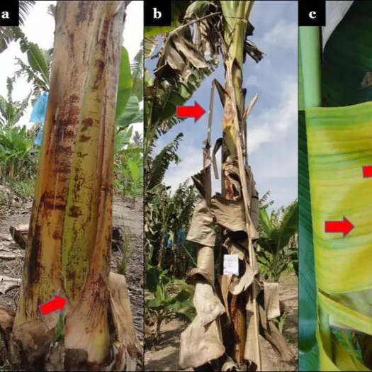 Fusarium wilt in banana