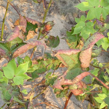 Fusarium wilt symptoms