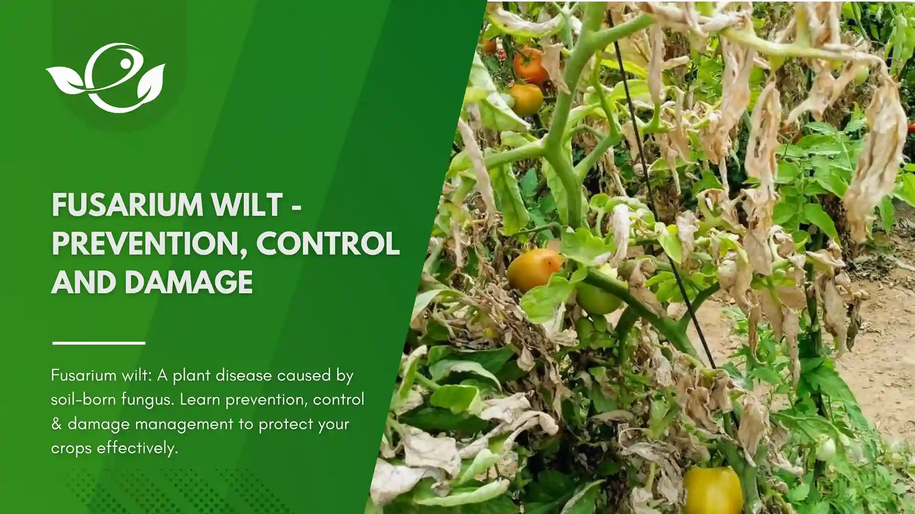 Fusarium wilt complete guide