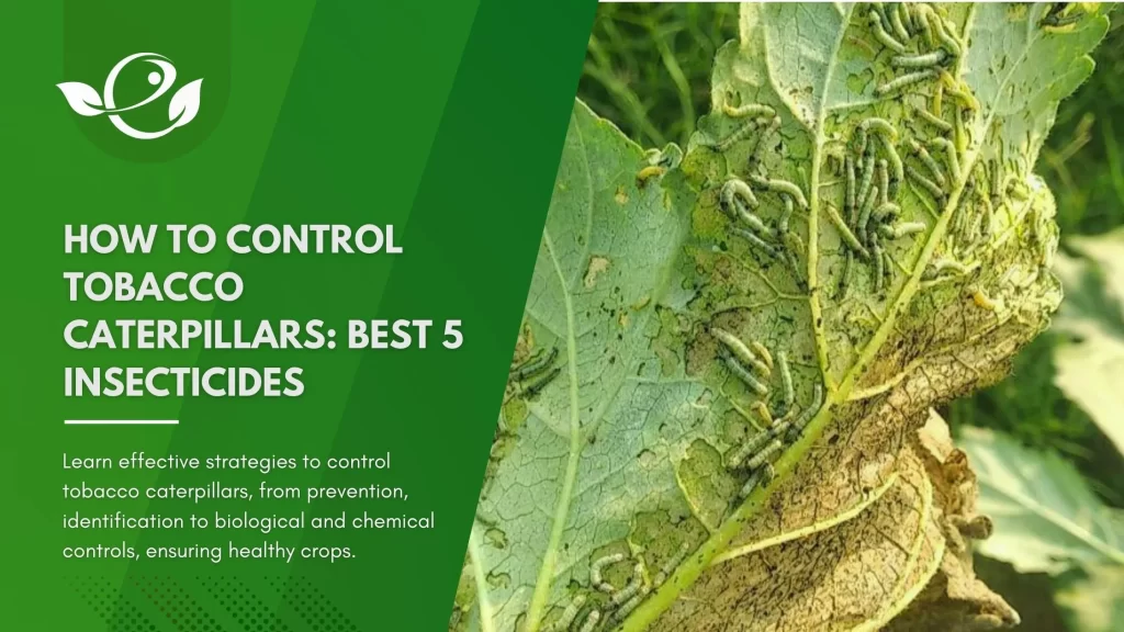 tobacco for pest control How to control tobacco caterpillars: Best 5 insecticides