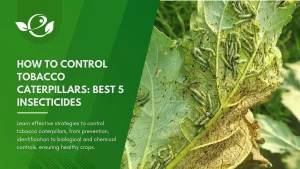 How to control tobacco caterpillars