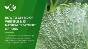 How to get rid of whiteflies