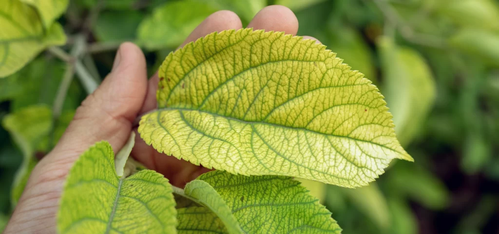 Interveinal chlorosis